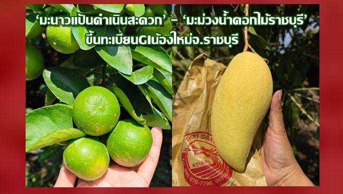 กรมทรัพย์สินทางปัญญา ขึ้นทะเบียน ‘มะนาวแป้นดำเนินสะดวก’ และ ‘มะม่วงน้ำดอกไม้ราชบุรี’ GI น้องใหม่จ.ราชบุรี