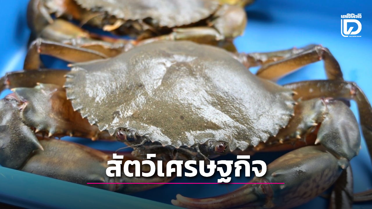  “ปูทะเล” ขึ้นแท่นสัตว์เศรษฐกิจมูลค่าสูง เร่งเพิ่มผลผลิตรับตลาด  | เดลินิวส์
