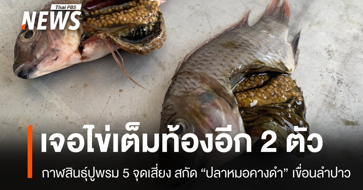 กาฬสินธุ์ปูพรมล่า “ปลาหมอคางดำ” เขื่อนลำปาว หวั่นสะเทือนเศรษฐกิจ 2 พันล้าน