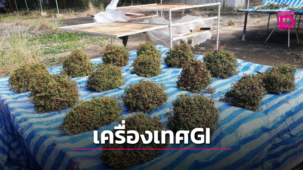 “มะแขว่นเชียงใหม่” ชูอัตลักษณ์ถิ่น สร้างโอกาสวัตถุดิบไทย สร้างมูลค่าทางเศรษฐกิจ | เดลินิวส์