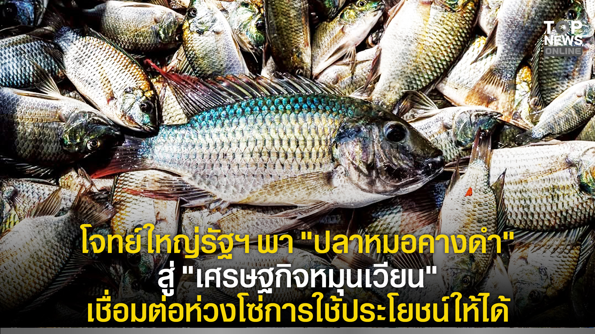 โจทย์ใหญ่รัฐฯ พา “ปลาหมอคางดำ” สู่ “เศรษฐกิจหมุนเวียน” เชื่อมต่อห่วงโซ่การใช้ประโยชน์ให้ได้ | TOPNEWS