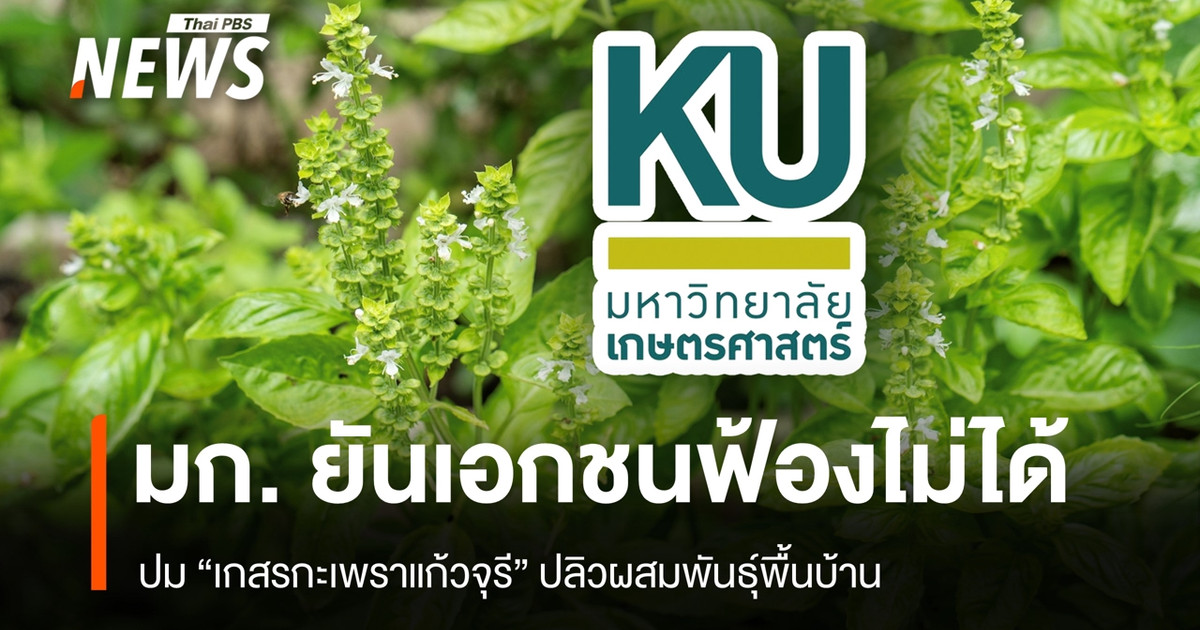 มก.-ยันเอกชนฟ้องไม่ได้-ปม-“เกสรกะเพราแก้วจุรี”-ปลิวผสมพันธุ์พื้นบ้าน
